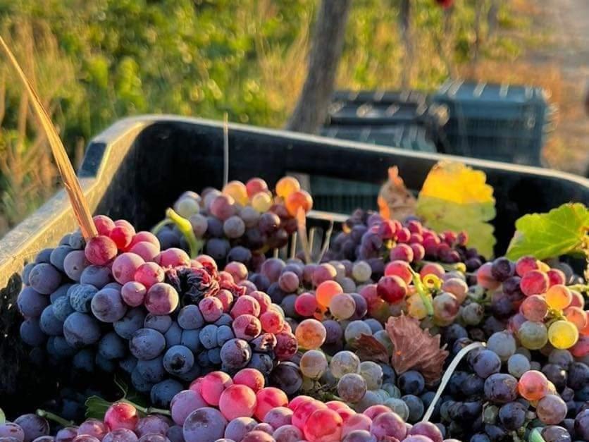 D'Vino Valle De Guadalupe 호텔 엔세나다 외부 사진